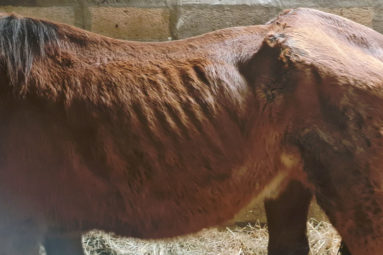 Saisie en urgence d’un poney sans eau ni nourriture dans un hangar en Gironde