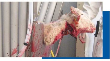 Abattage rituel : La Cour de Justice de l’Union Européenne donne raison aux Etats membres qui imposent l’étourdissement des animaux !