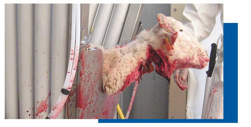 Abattage rituel : La Cour de Justice de l’Union Européenne donne raison aux Etats membres qui imposent l’étourdissement des animaux !