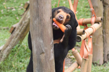 La Fondation Brigitte Bardot soutient Animals Asia en Chine et au Vietnam