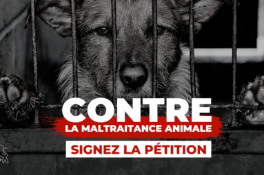 Ensemble, exigeons la fin de maltraitance animale !
