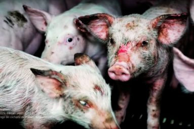 Lettre ouverte : l’extension d’un élevage porcin provoque la colère de Brigitte Bardot !