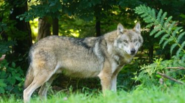 Protection du loup : la France doit revoir sa copie de toute urgence !
