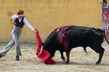 Stop à la corrida ! La nouvelle campagne choc de la Fondation Brigitte Bardot dénonce un « spectacle garanti avec souffrance animale »