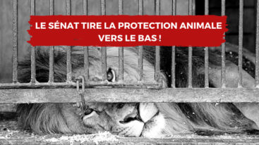 PPL contre la maltraitance animale : Le Sénat tire la protection animale vers le bas