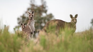 La FBB demande au gouvernement l’interdiction de la vente des produits issus de la chasse aux kangourous !