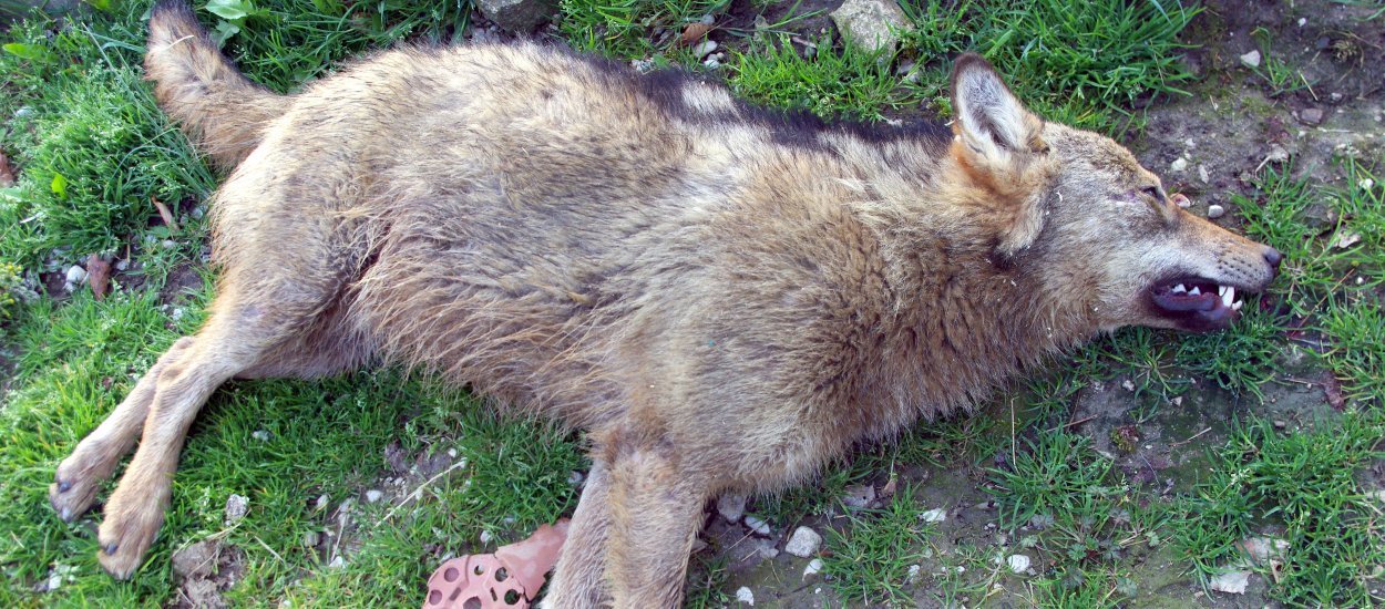 Le loup, une espèce plus que jamais menacée ! - Fondation Brigitte Bardot