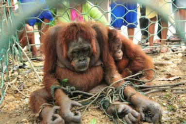 L’orang-outan, symbole des ravages de l’huile de palme