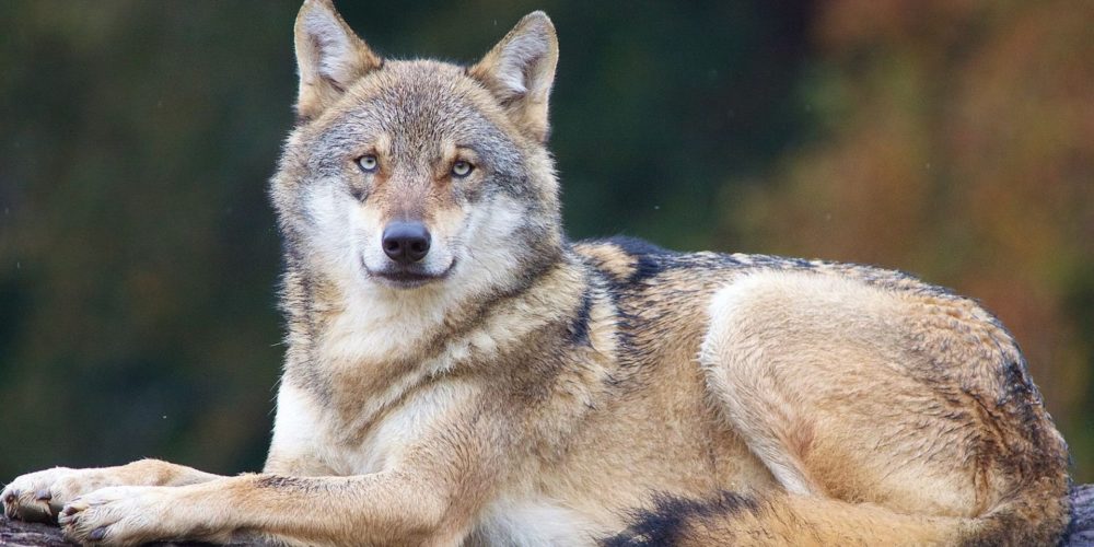 Bonne nouvelle : la population de loups gris progresse en France !