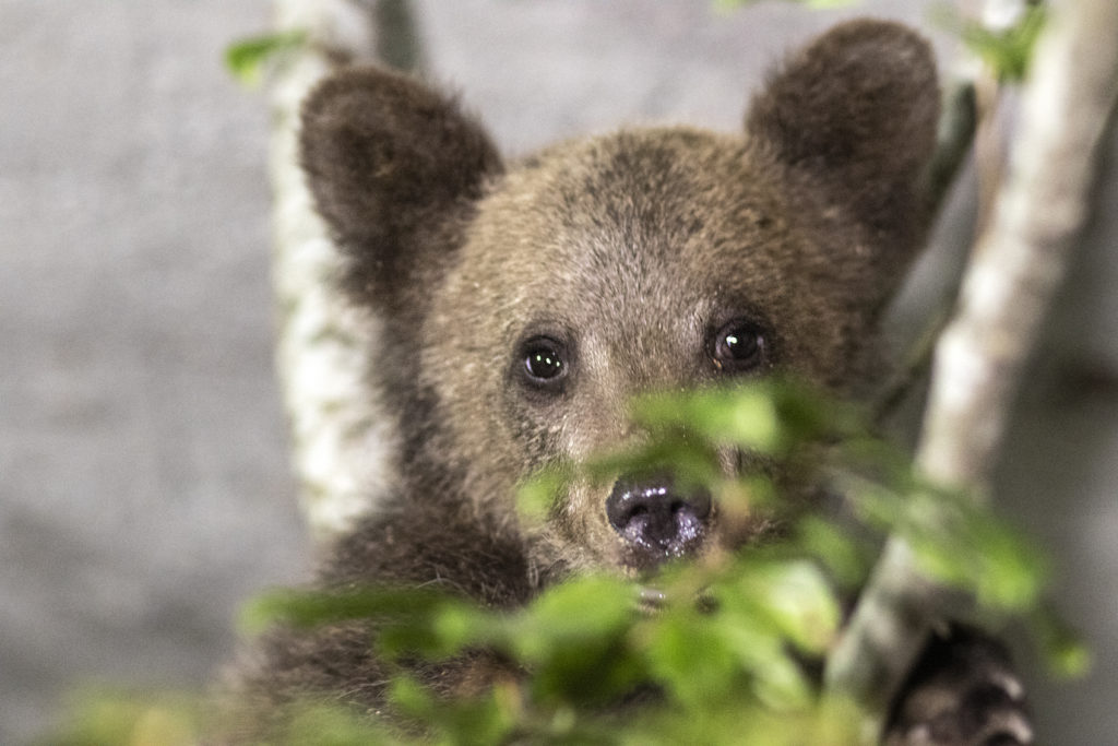 Belitsa, Bulgaria | 2023 07 18 | Rescued Bear Cub at BEAR SANCTUARY Belitsa, Bulgaria.