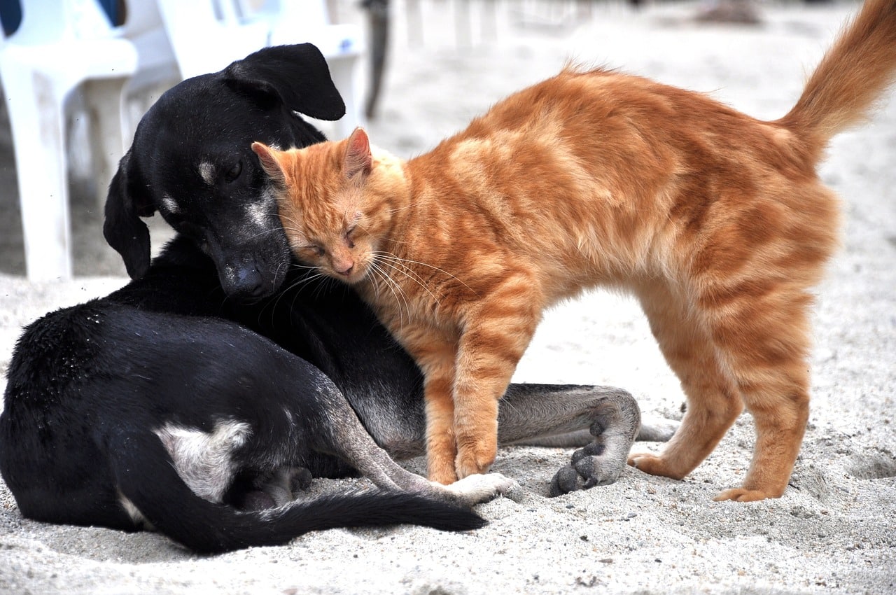 Europe : un vote crucial pour la protection des chiens et des chats