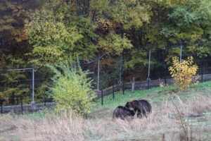 Belitsa, Bulgaria | 2025 10 24 | Transfer of bears Frol and Frosia from BEAR SANCTUARY Domazhyr to BEAR SANCTUARY Belitsa in Bulgaria. Arrival at BSB.