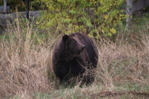 Belitsa, Bulgaria | 2025 10 24 | Transfer of bears Frol and Frosia from BEAR SANCTUARY Domazhyr to BEAR SANCTUARY Belitsa in Bulgaria. Arrival at BSB.