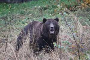 Belitsa, Bulgaria | 2025 10 24 | Transfer of bears Frol and Frosia from BEAR SANCTUARY Domazhyr to BEAR SANCTUARY Belitsa in Bulgaria. Arrival at BSB.