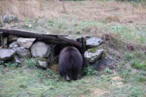 Belitsa, Bulgaria | 2025 10 24 | Transfer of bears Frol and Frosia from BEAR SANCTUARY Domazhyr to BEAR SANCTUARY Belitsa in Bulgaria. Arrival at BSB.