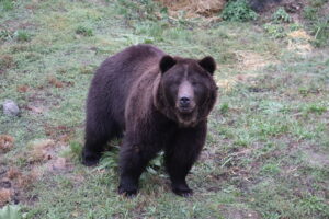 Belitsa, Bulgaria | 2025 10 24 | Transfer of bears Frol and Frosia from BEAR SANCTUARY Domazhyr to BEAR SANCTUARY Belitsa in Bulgaria. Arrival at BSB.