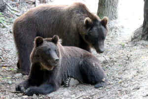 Frol and Frosia, Bear Sanctuary Domazhyr, Lviv region, Ukraine, 30 07 2021
Domazhyr, Ukraine | 2021 07 30 | Bears Frol and Frosia in their outdoor enclosure at DANCING BEAR PARK Domazhyr, Ukraine.
