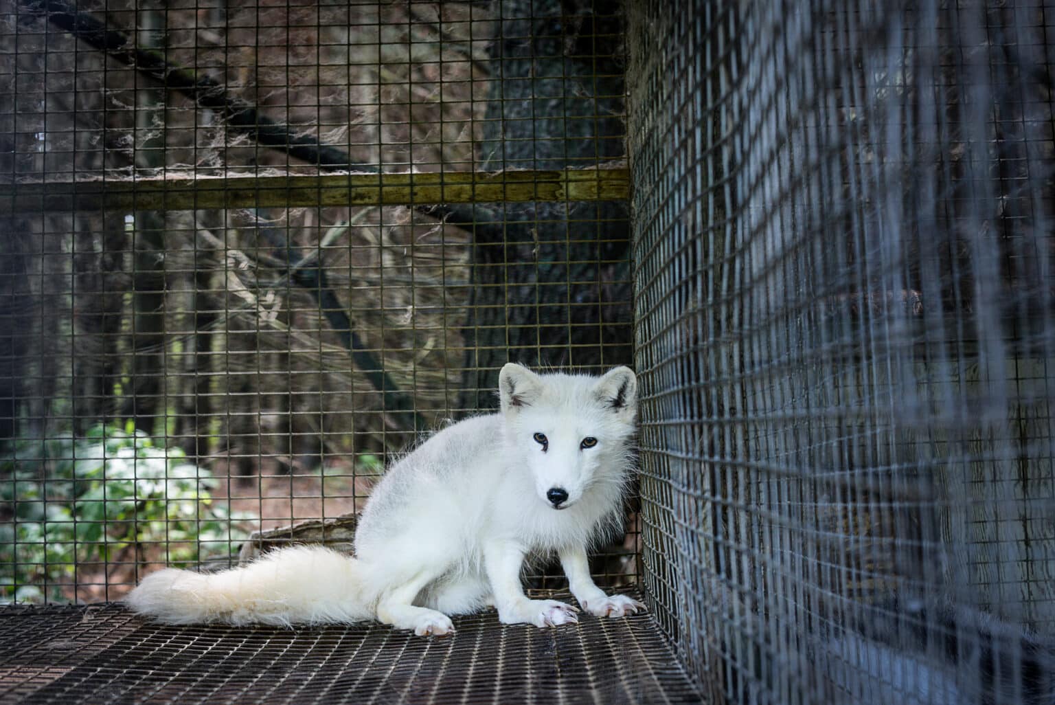 Élevages à fourrure : la Commission européenne doit trancher !