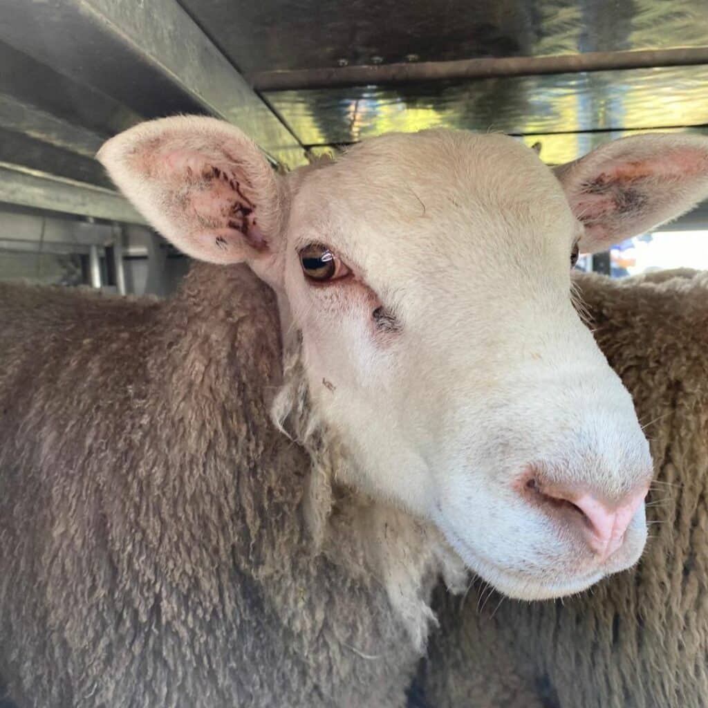 CarrouselAid2026_2