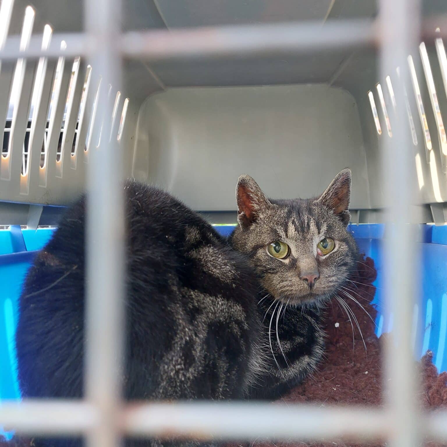 Trois chats secourus d’une vie de misère