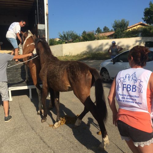 fondation brigitte bardot sauvetage chevaux centre equestre ardeche