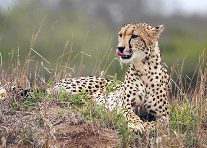 CITES-2019-FBB-animaux-sauvages-guepard-felins