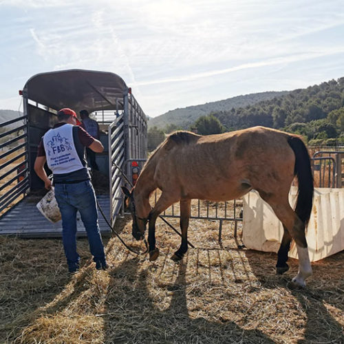 fbb sauvetage chevaux amaigris bouches-du-rhone