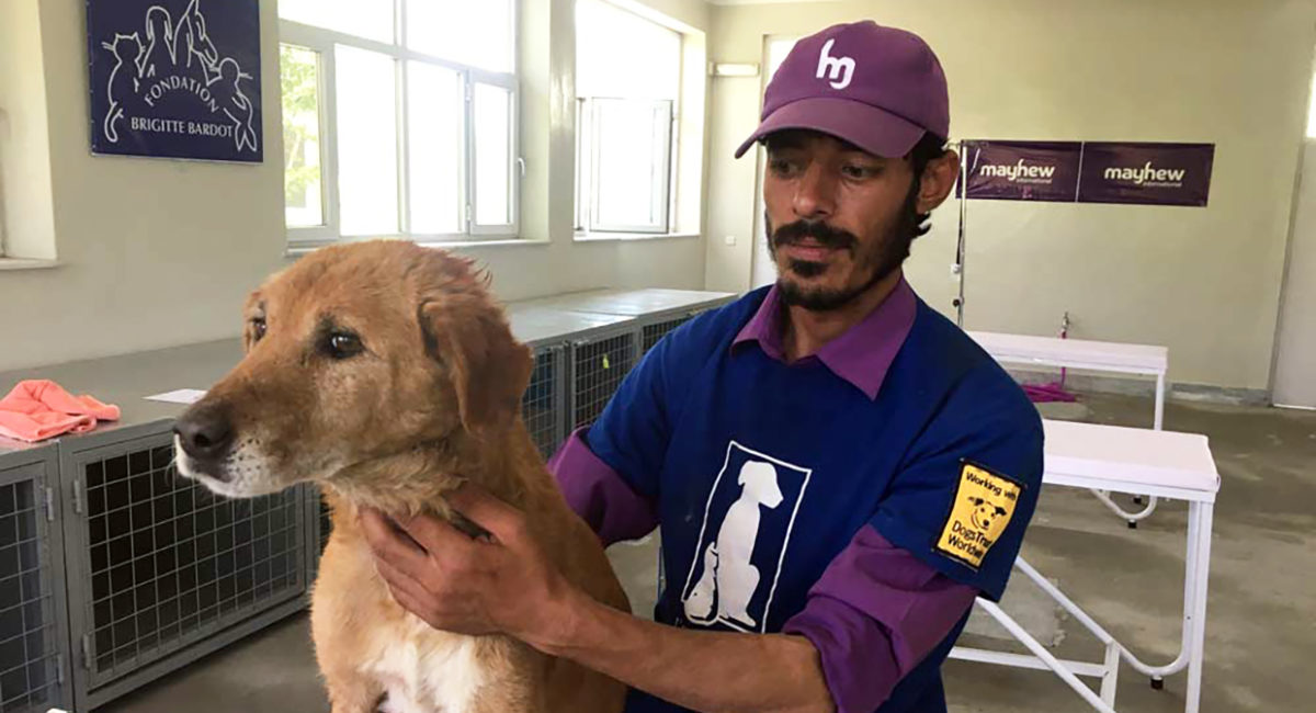 fondation brigitte bardot aide internationale animaux kaboul mayhew chiens errants