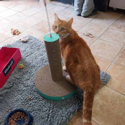 pt arbre a chat