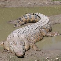 SaltwaterCrocodile('Maximo')