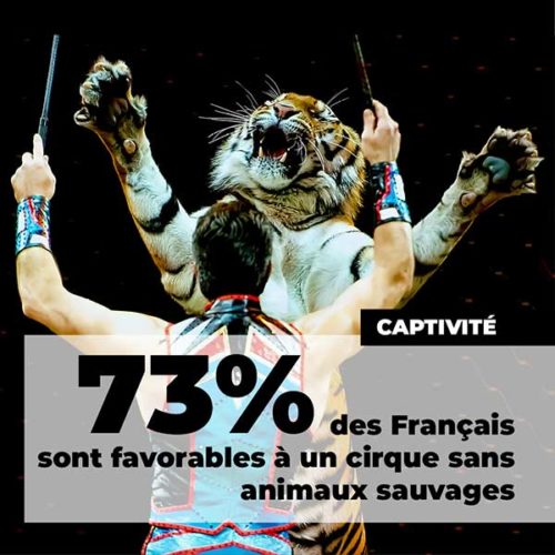 fondation brigitte bardot sondage ifop aout 2020 cirque sans animaux sauvages